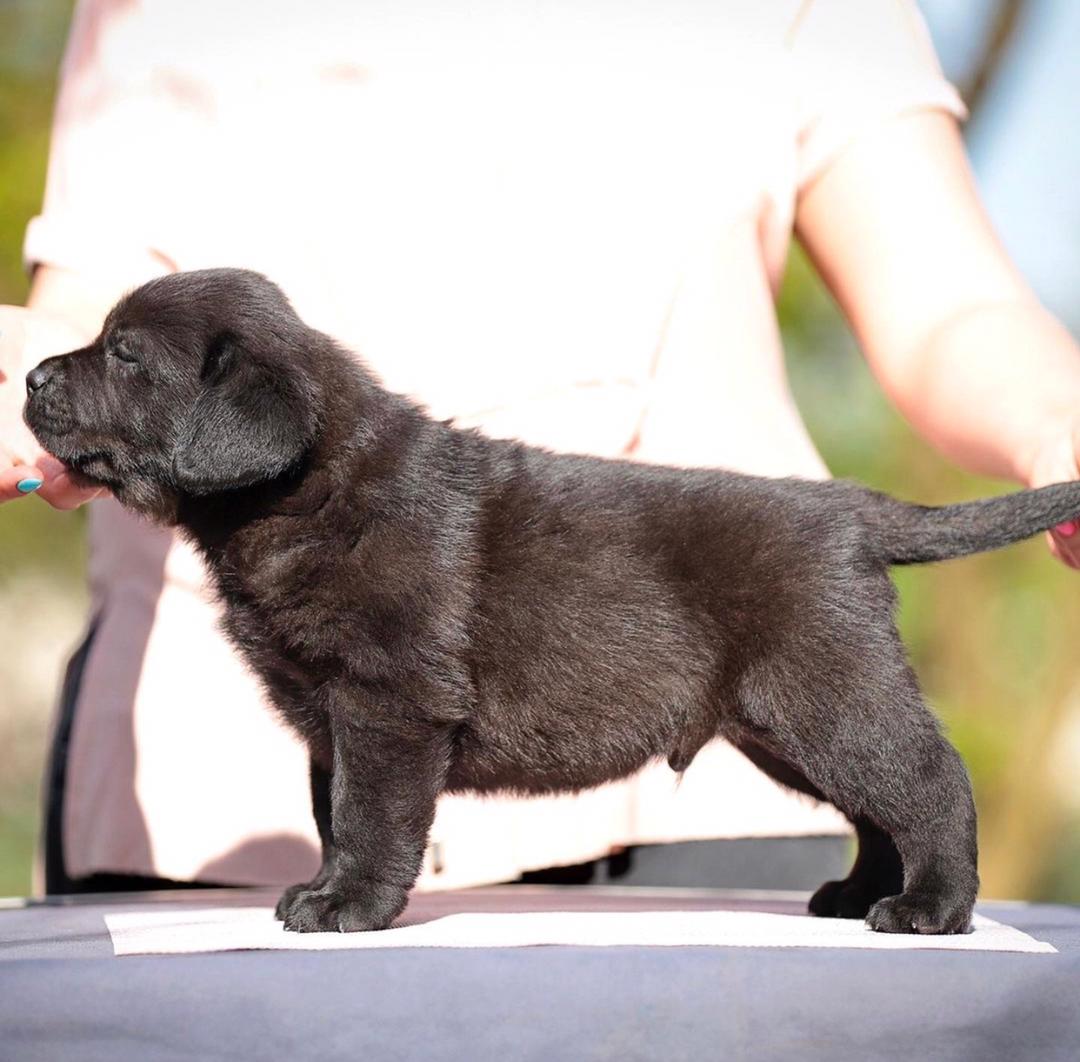 CHOCOLATE LABRADOR PUPPIES FOR SALE IN IOWA